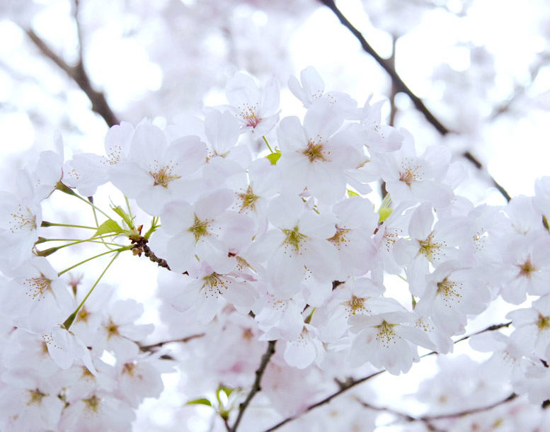 Pic10
