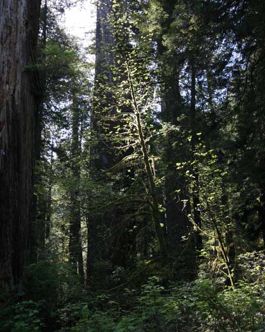 California011