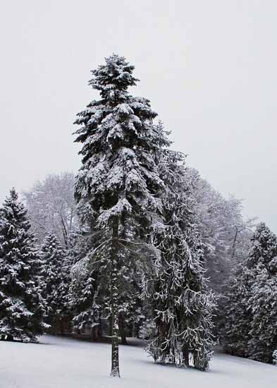 Winter077