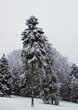 Winter077
